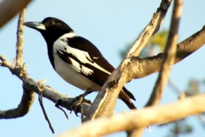 Photo of Bird in a tree