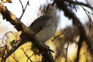 Photo of Bird in a tree