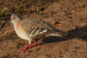 Photo of Pigeon not doing the mating Dance